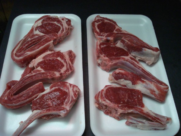 Lamb